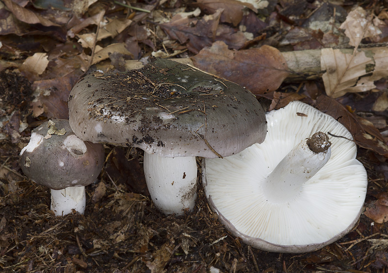 Russula cyanoxantha